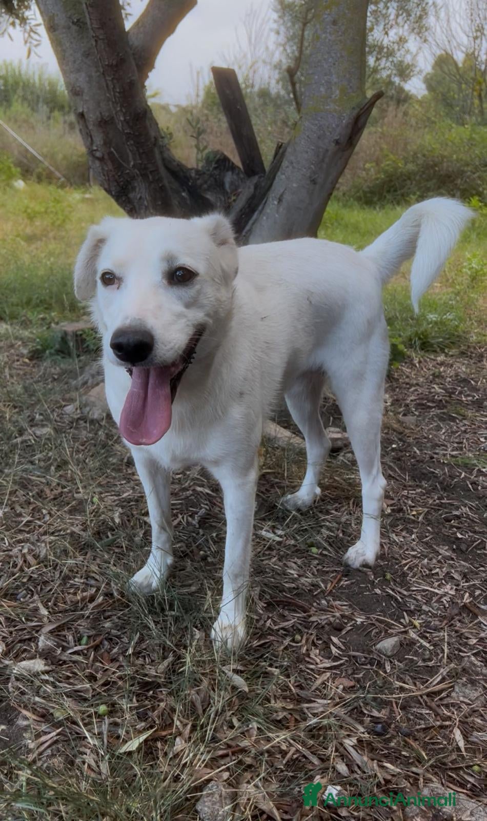 Meticcio cani Wilma  - Annuncio 2