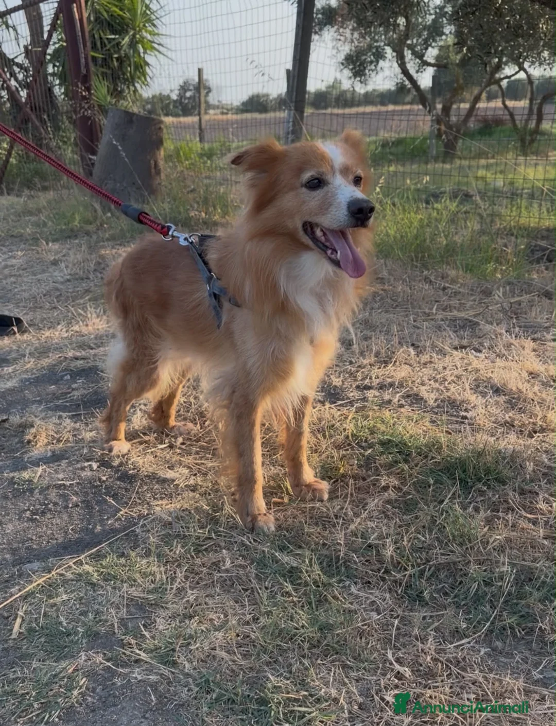 Meticcio cani in regalo: RICKY 💙 QUESTO SORRISO MERITA UNA CASA🙏🏻🥹 a Provincia di Novara - Annuncio 2