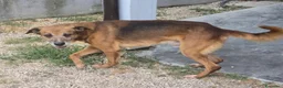 Meticcio cani in regalo: 16 kg, 4 anni rischia il canile    - Annuncio 4