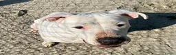 Dogo Argentino cani in regalo: ANITA educata ed affettuosa con le persone - Annuncio 8