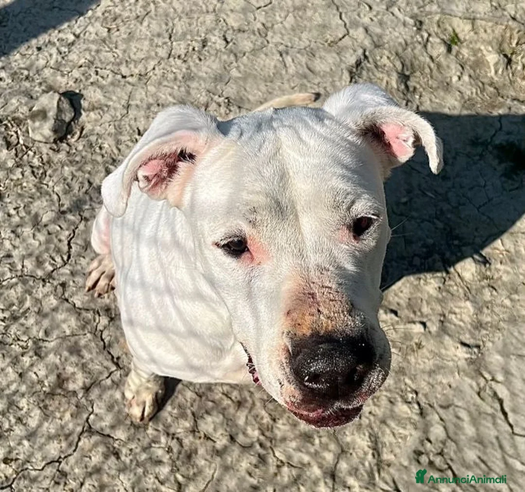 Dogo Argentino cani in regalo: ANITA educata ed affettuosa con le persone - Annuncio 8