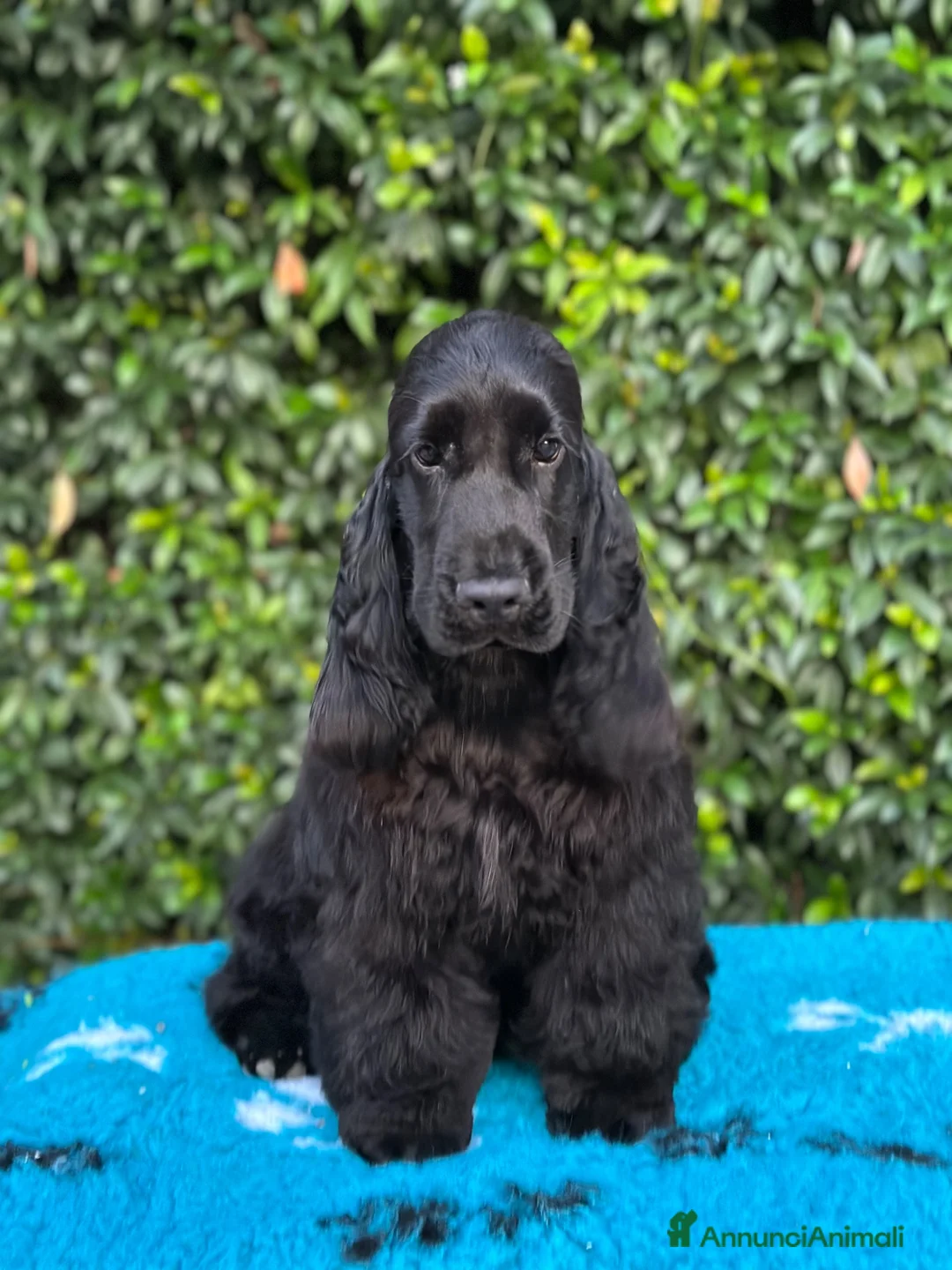 Cocker cani in vendita: Cocker spaniel inglese  - Annuncio 2