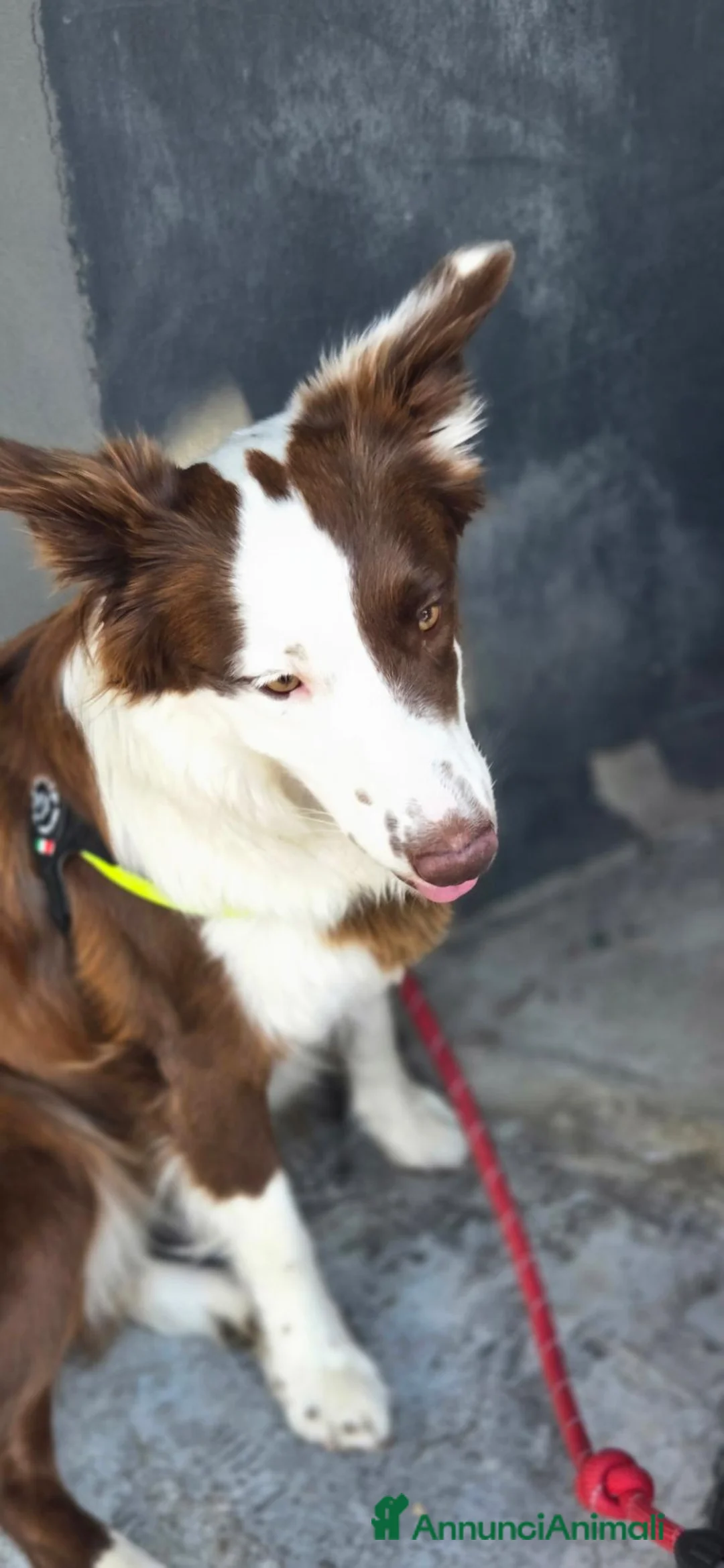 Border Collie cani per accoppiamento: Cerco border collie maschio per monta a Provincia di Piacenza - Annuncio 2