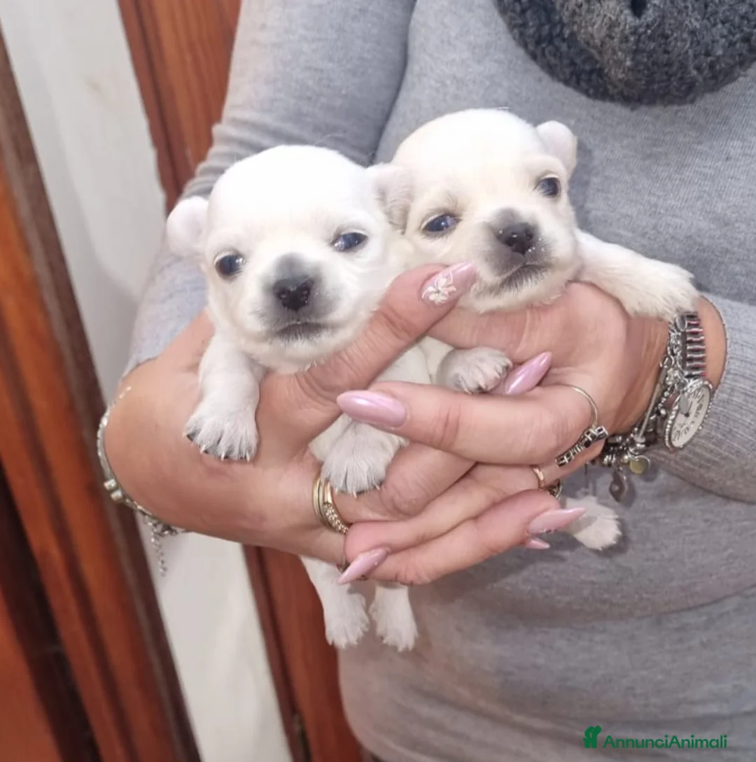 Chihuahua cani in vendita: Cuccioli chiuhauha PURI toy - Annuncio 9