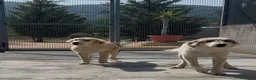 Meticcio cani in regalo: ROCKY E KAI - Annuncio 5