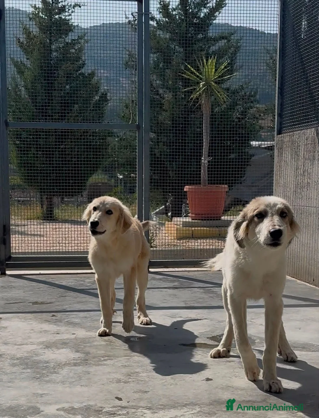 Meticcio cani in regalo: ROCKY E KAI - Annuncio 5