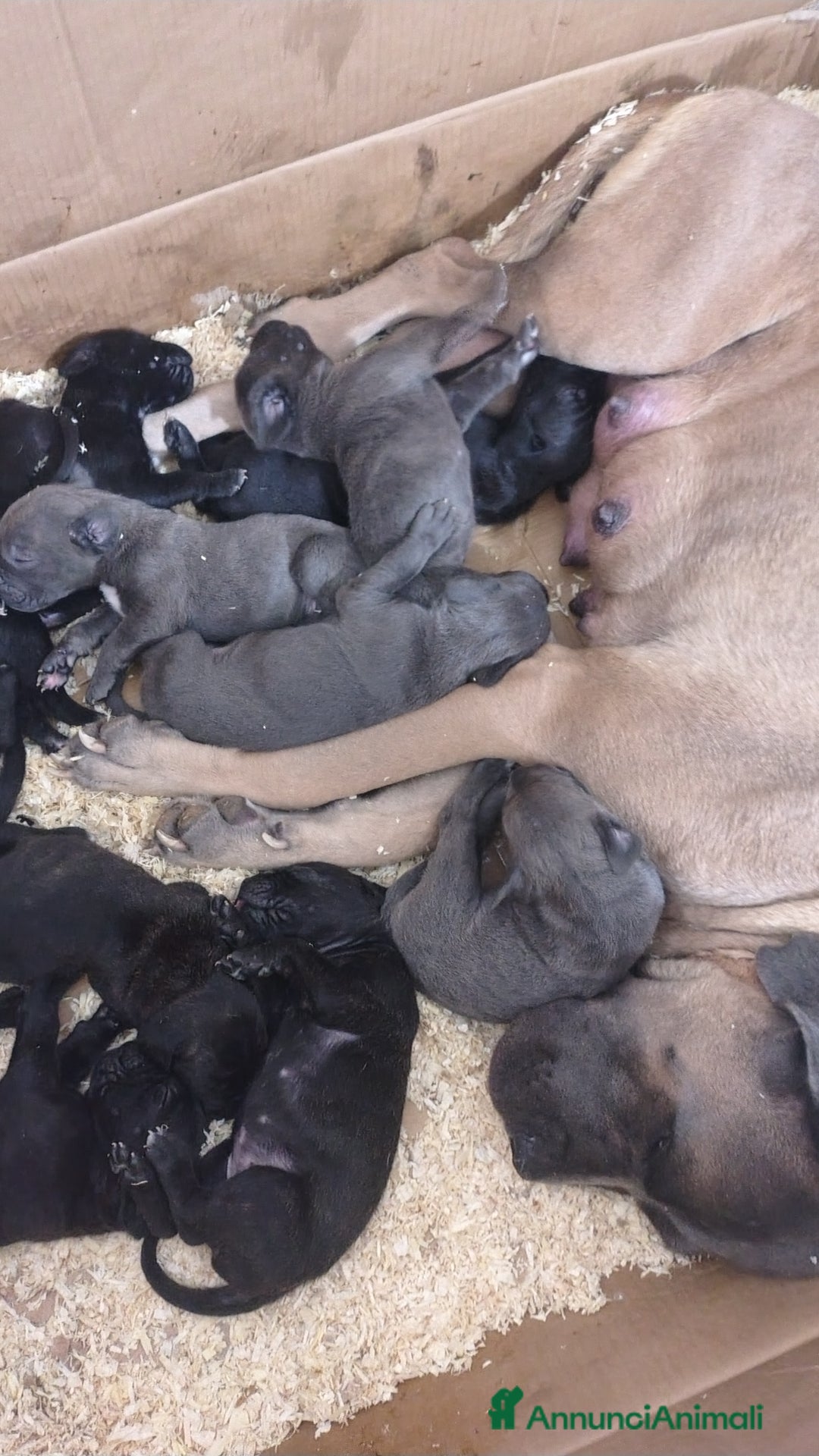 Cane Corso cani in vendita: Cane corso  - Annuncio 4