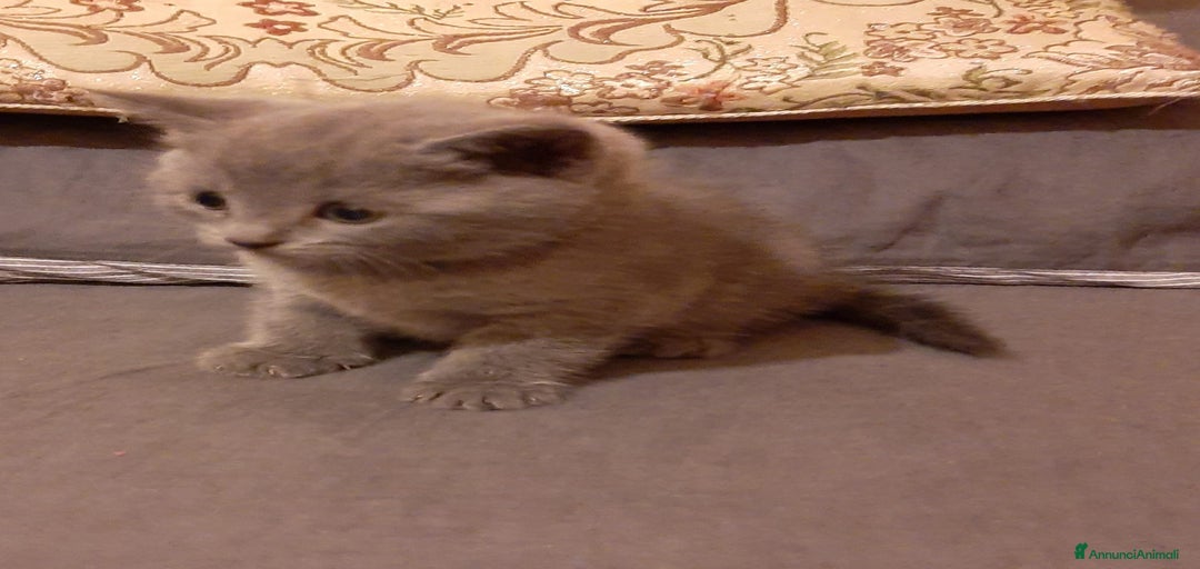 Immagine della galleria {{count}}