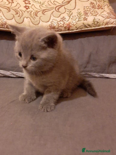 Immagine della galleria {{count}}