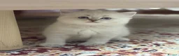 British gatti in vendita: Scottish fold straight  - Annuncio 3