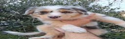 Australian Shepherd cani in vendita: Splendidi Cuccioli di Pastore Australiano  - Annuncio 5