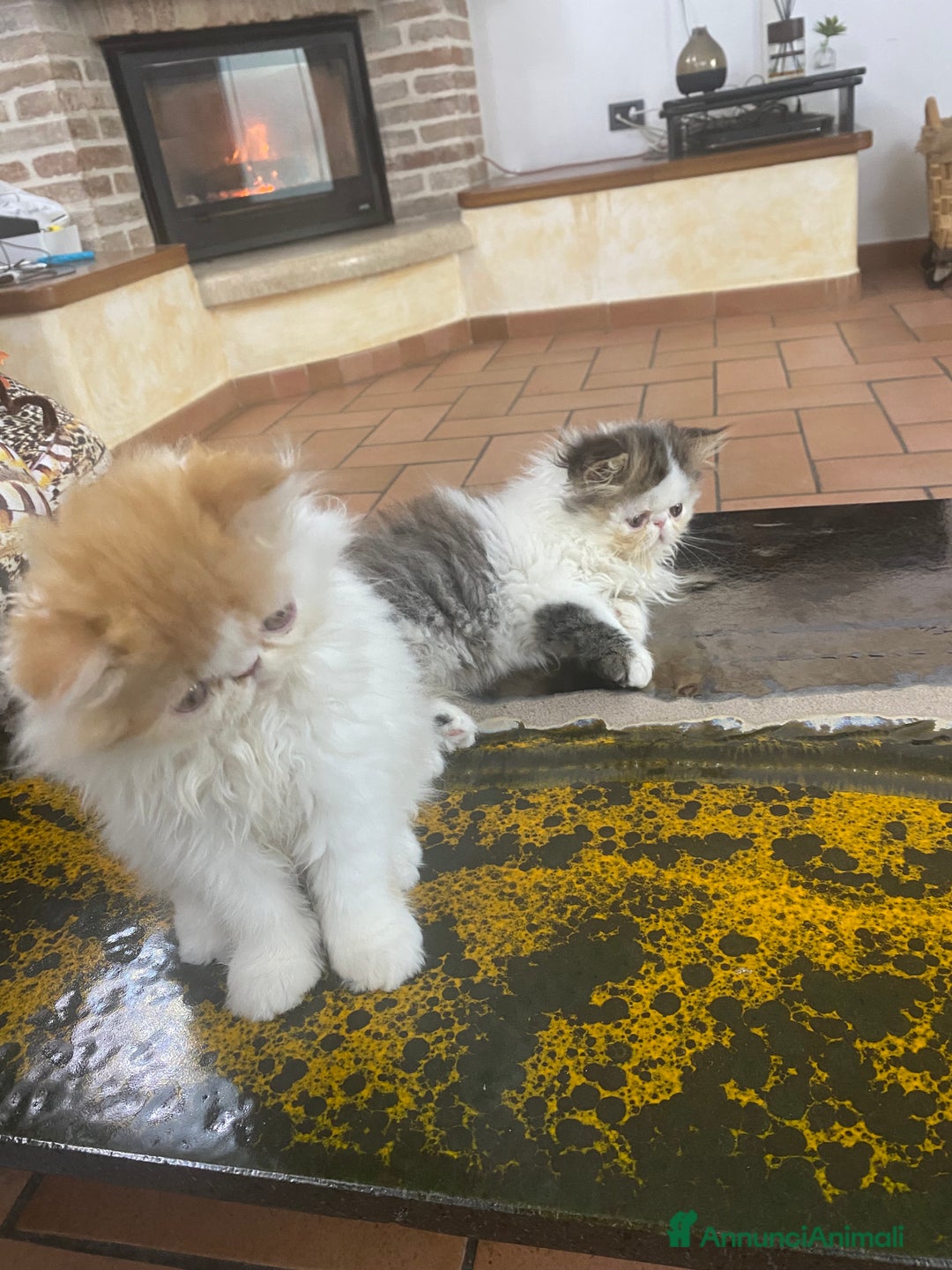 Persiano gatti in vendita: DUE MASCHIETTI PERSIANI IPERTIPICI - Annuncio 13