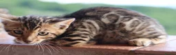 Bengala gatti in vendita: Cuccioli Bengala a Provincia di Cosenza - Annuncio 7