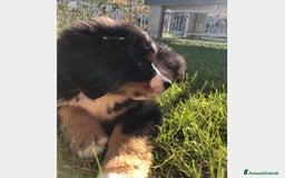 Bovaro del Bernese cani per accoppiamento: BOVARO DEL BERNESE CERCA FIDANZATA a Città Metropolitana di Torino - Immagine 6