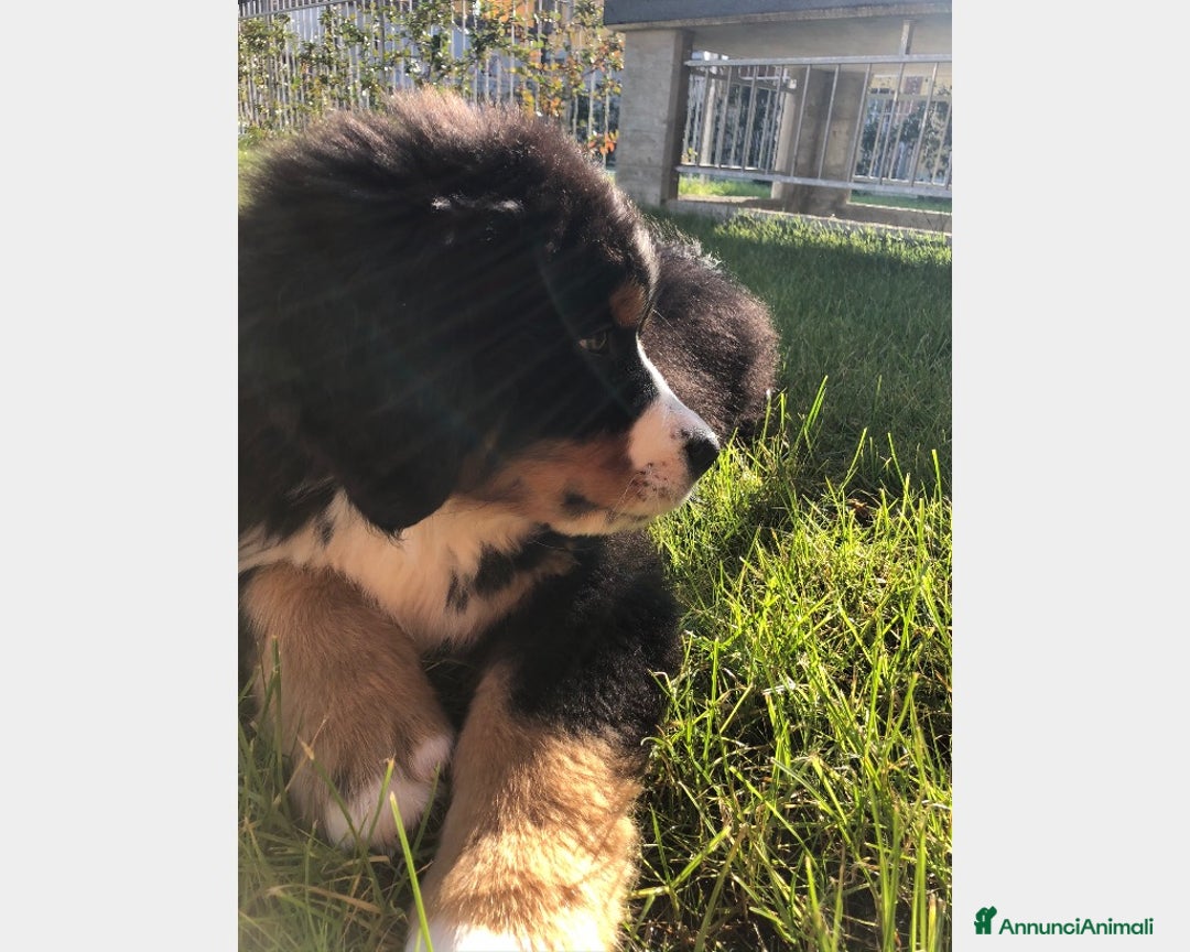 Bovaro del Bernese cani per accoppiamento: BOVARO DEL BERNESE CERCA FIDANZATA a Città Metropolitana di Torino - Immagine 6