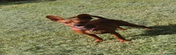 Pinscher Miniatura cani in vendita: Pinscher nano  - Annuncio 12