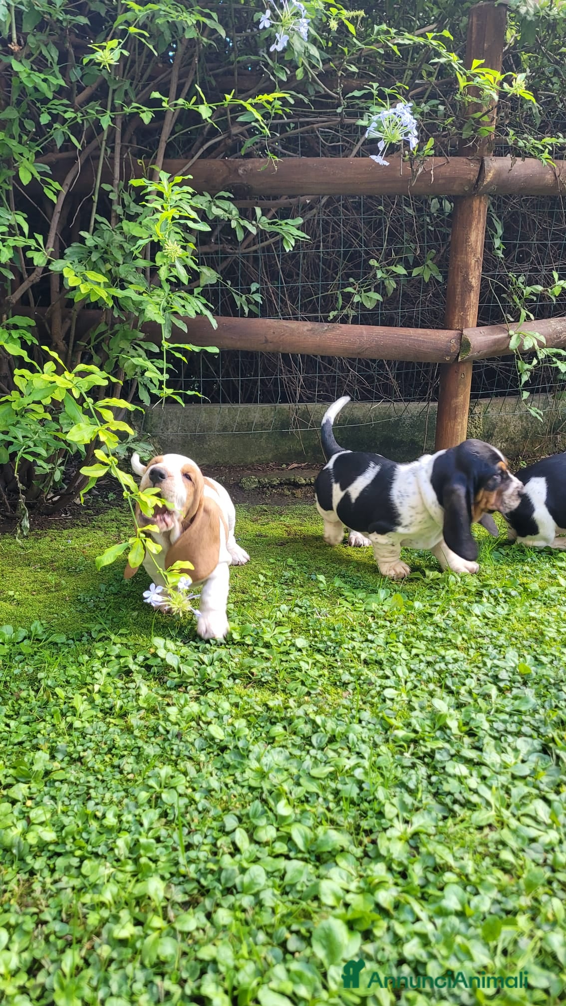 Bassethound cani cuccioli di bassethound - Annuncio 37