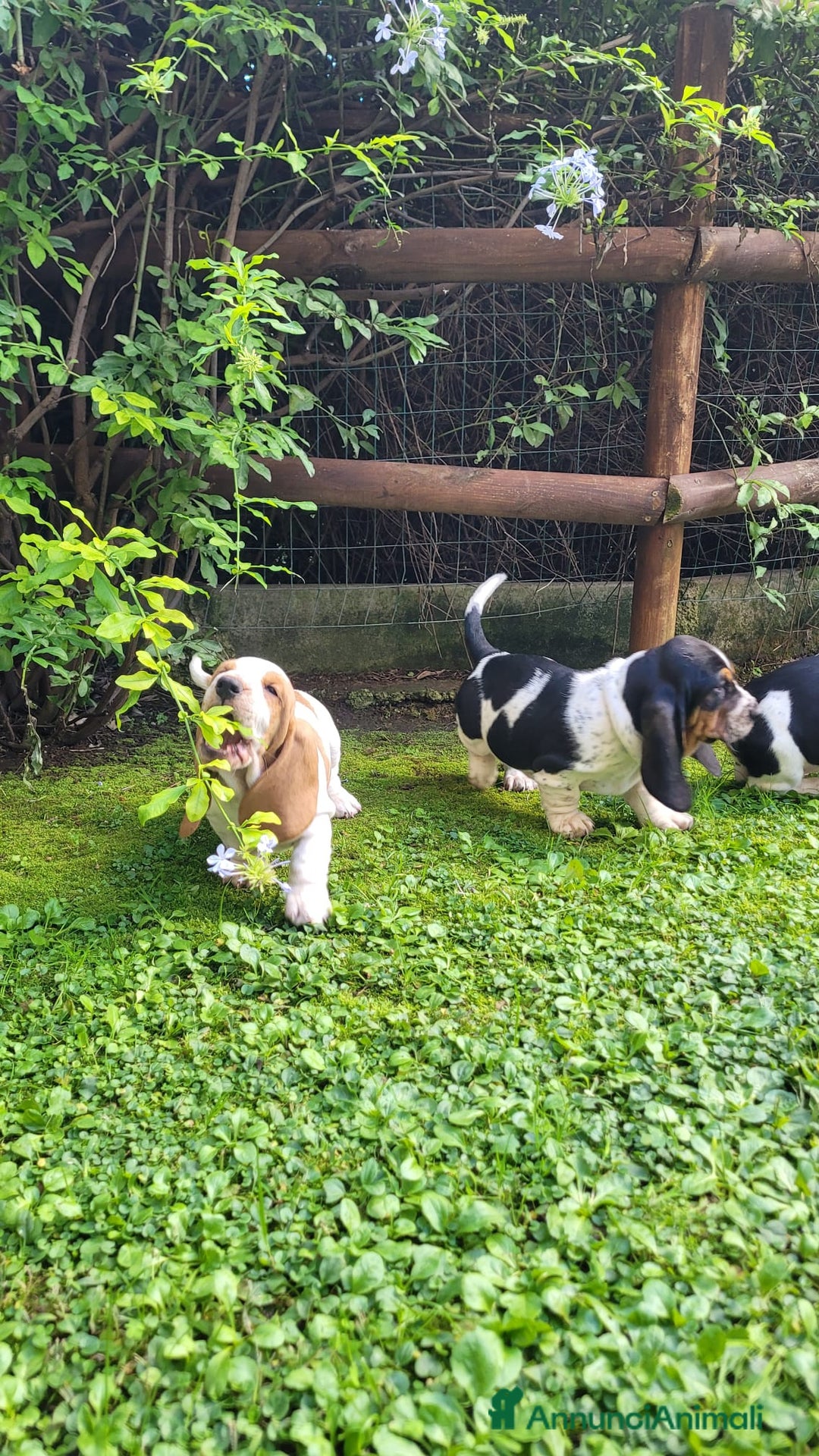 Bassethound cani in vendita: cuccioli di bassethound - Annuncio 1