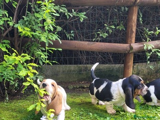 Bassethound cani cuccioli di bassethound - Annuncio 30