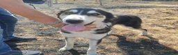 Meticcio cani in regalo: BRETZEL 💖 la felicità la sta ancora aspettando a Provincia di Pisa - Annuncio 3