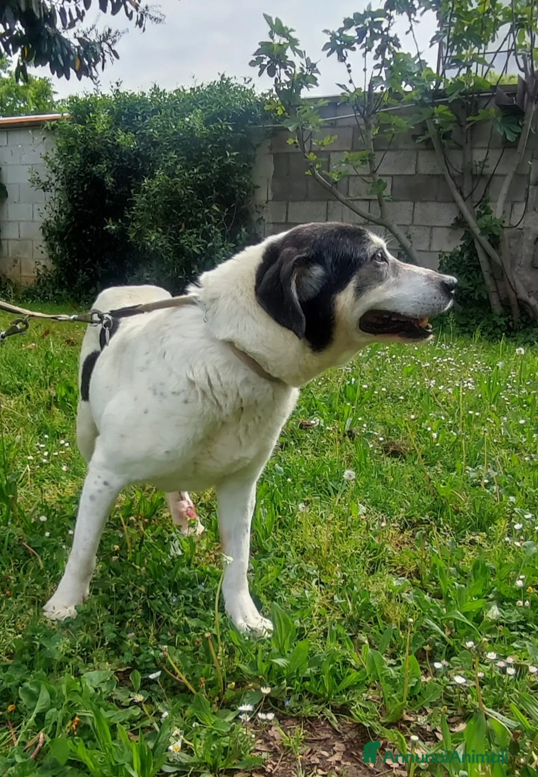 Meticcio cani in regalo: VALERIO ADOZIONE DEL CUORE - Annuncio 9