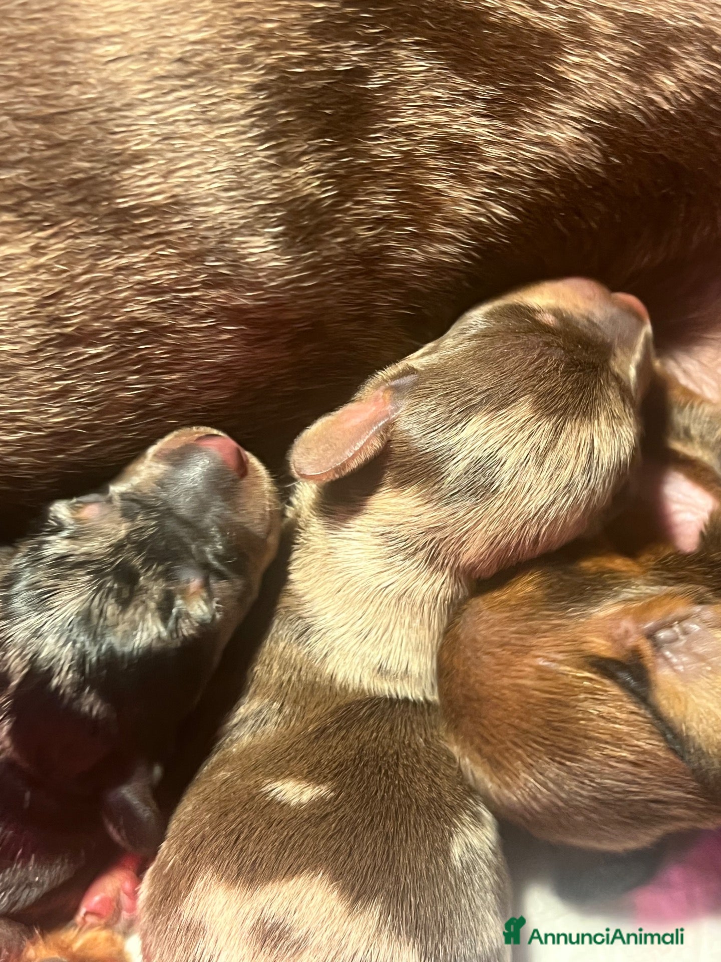 Bassotto cani in vendita: Cucciolo bassotto kaninchen/nano - Annuncio 27