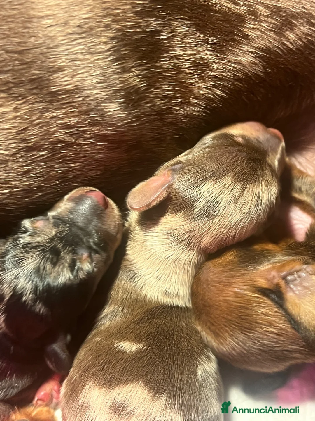 Bassotto cani in vendita: Cucciolo bassotto kaninchen/nano - Annuncio 1