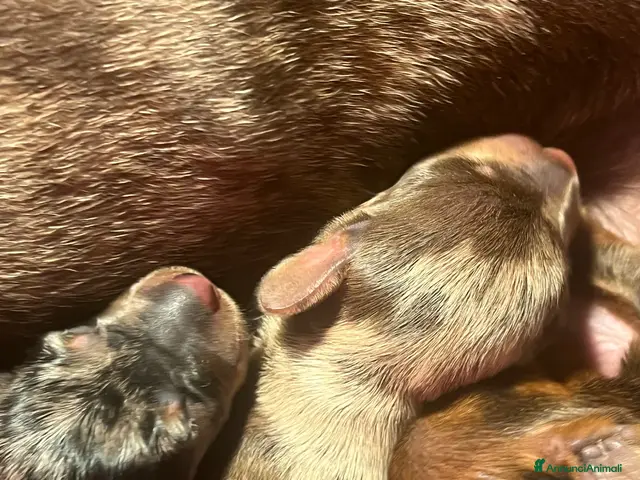 Bassotto cani in vendita: Cucciolo bassotto kaninchen/nano - Annuncio 27