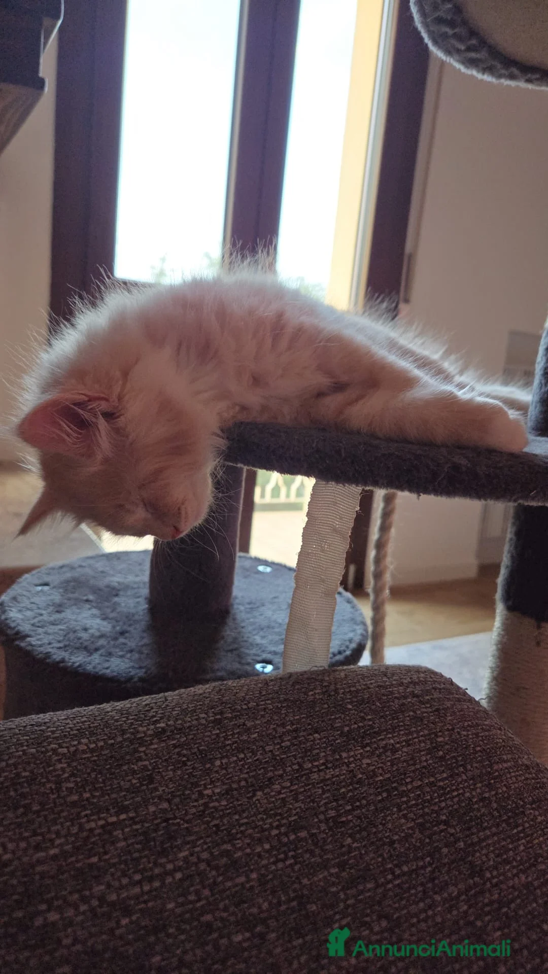 Siberiano gatti in vendita: 3 MASCHIETTI SIBERIANI a Città Metropolitana di Bologna - Annuncio 7