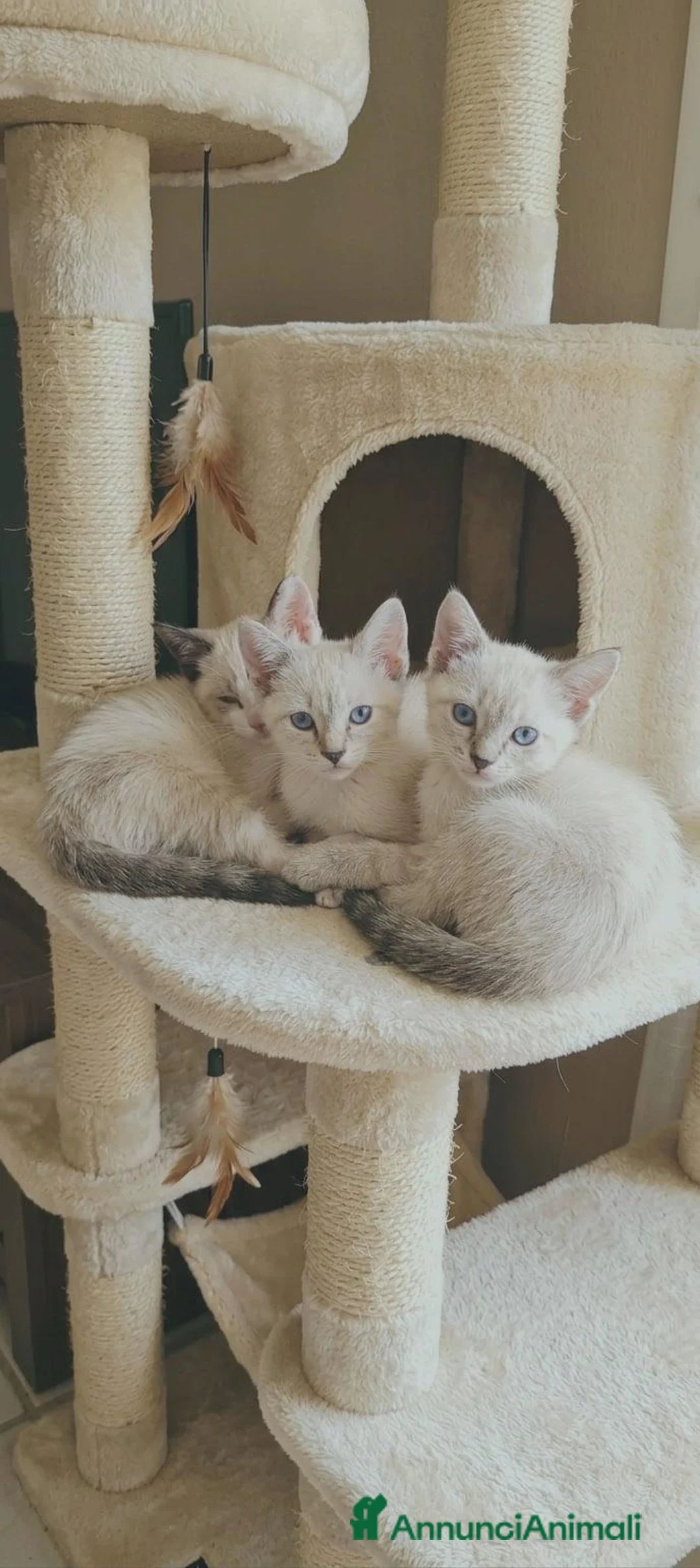 Siamese gatti in vendita: Gattini siamesi Tabby  - Annuncio 2