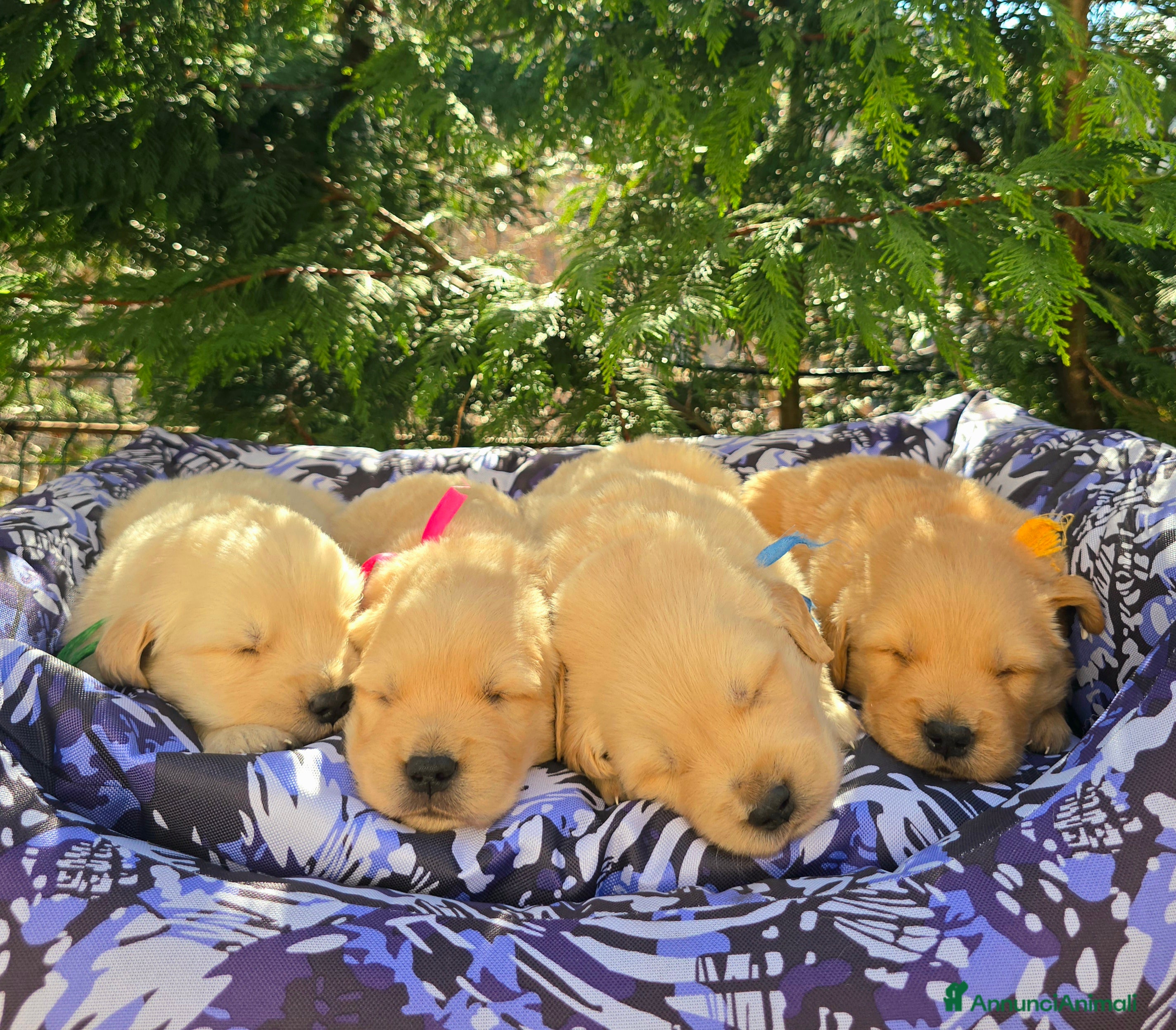 Golden Retriever cani Cuccioli Golden retriever americano 100% - Annuncio 18