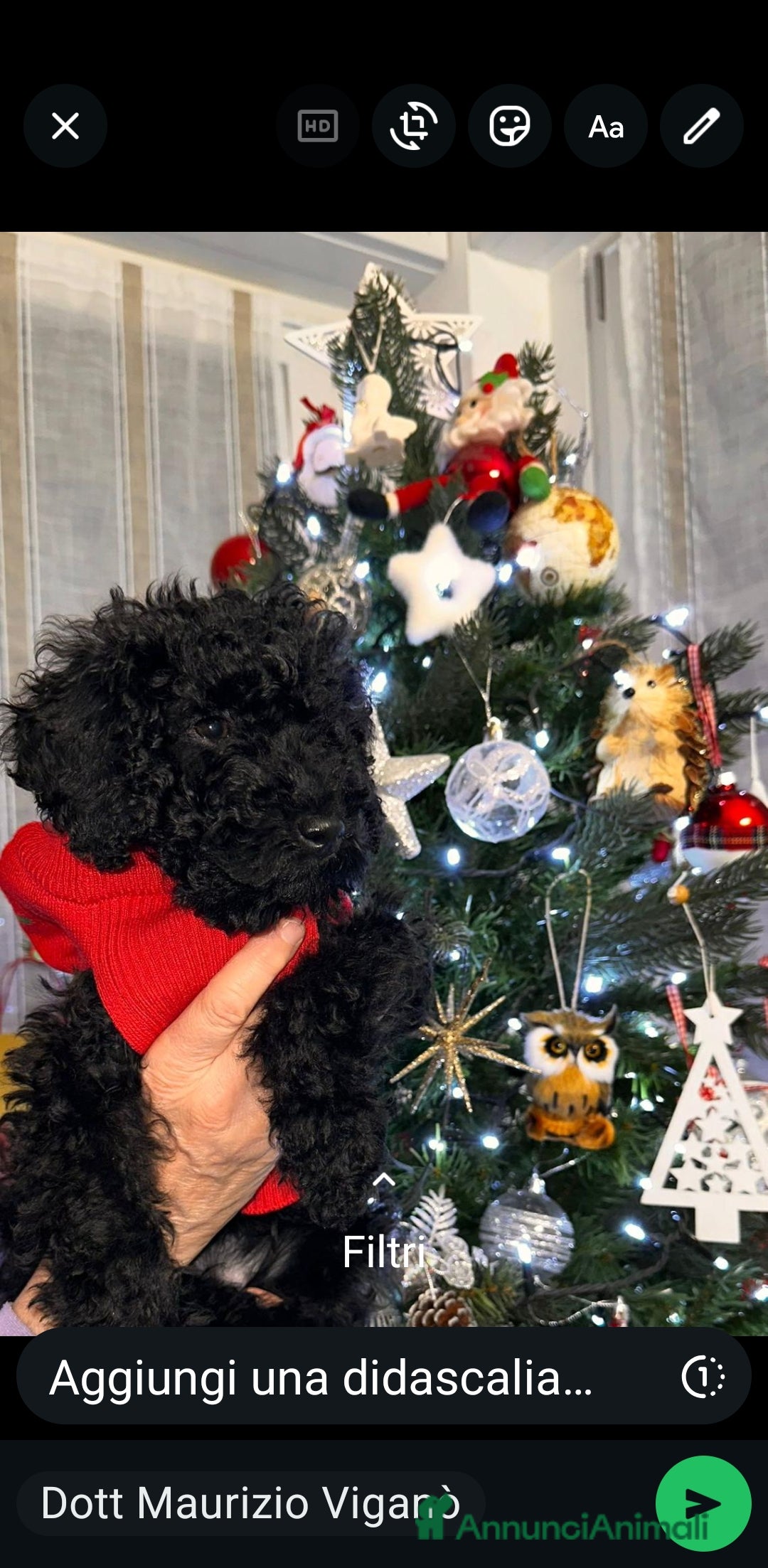 Barboncino cani in vendita: Vendita Barboncino nano femmina  - Annuncio 2