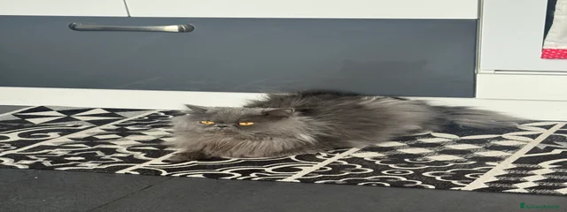 Kimi