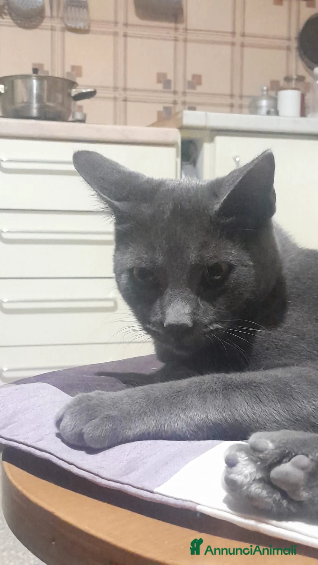 Certosino gatti in regalo: Piccolo Mayo - Annuncio 2