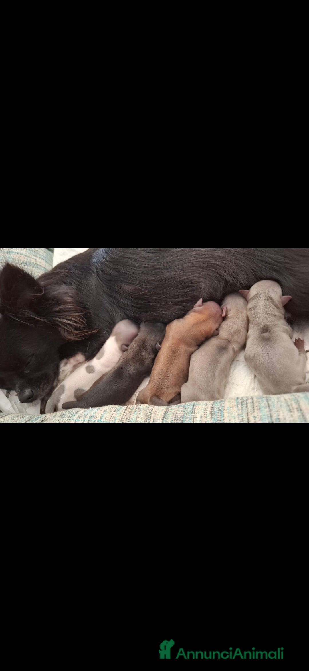 Chihuahua cani in vendita: Chihuahua minuscolo  - Annuncio 4