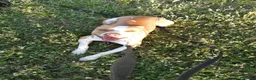 Pitbull cani per accoppiamento: Pitbull ADBA per monta a Città Metropolitana di Bologna - Annuncio 5