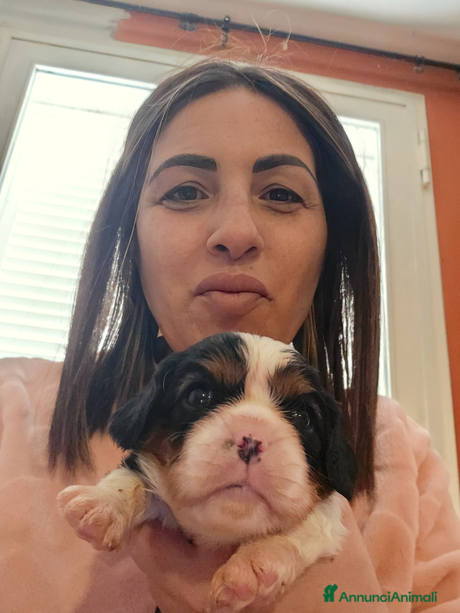 Cavalier King cani Cuccioli di Cavalier King Charles Spaniel - Annuncio 1