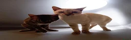 Bengala gatti in vendita: Cuccioli di Bengala disponibili  - Annuncio 10