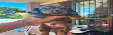 Bassotto 2