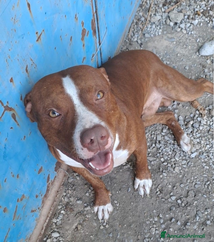 Pitbull cani Pitbull splendido(e sorella)18mesi SOS URGENTE.SUD - Annuncio 20