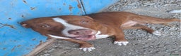 Pitbull cani in regalo: Pitbull splendido(e sorella)18mesi SOS URGENTE.SUD - Annuncio 1