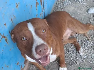 Pitbull cani Pitbull splendido(e sorella)18mesi SOS URGENTE.SUD - Annuncio 22