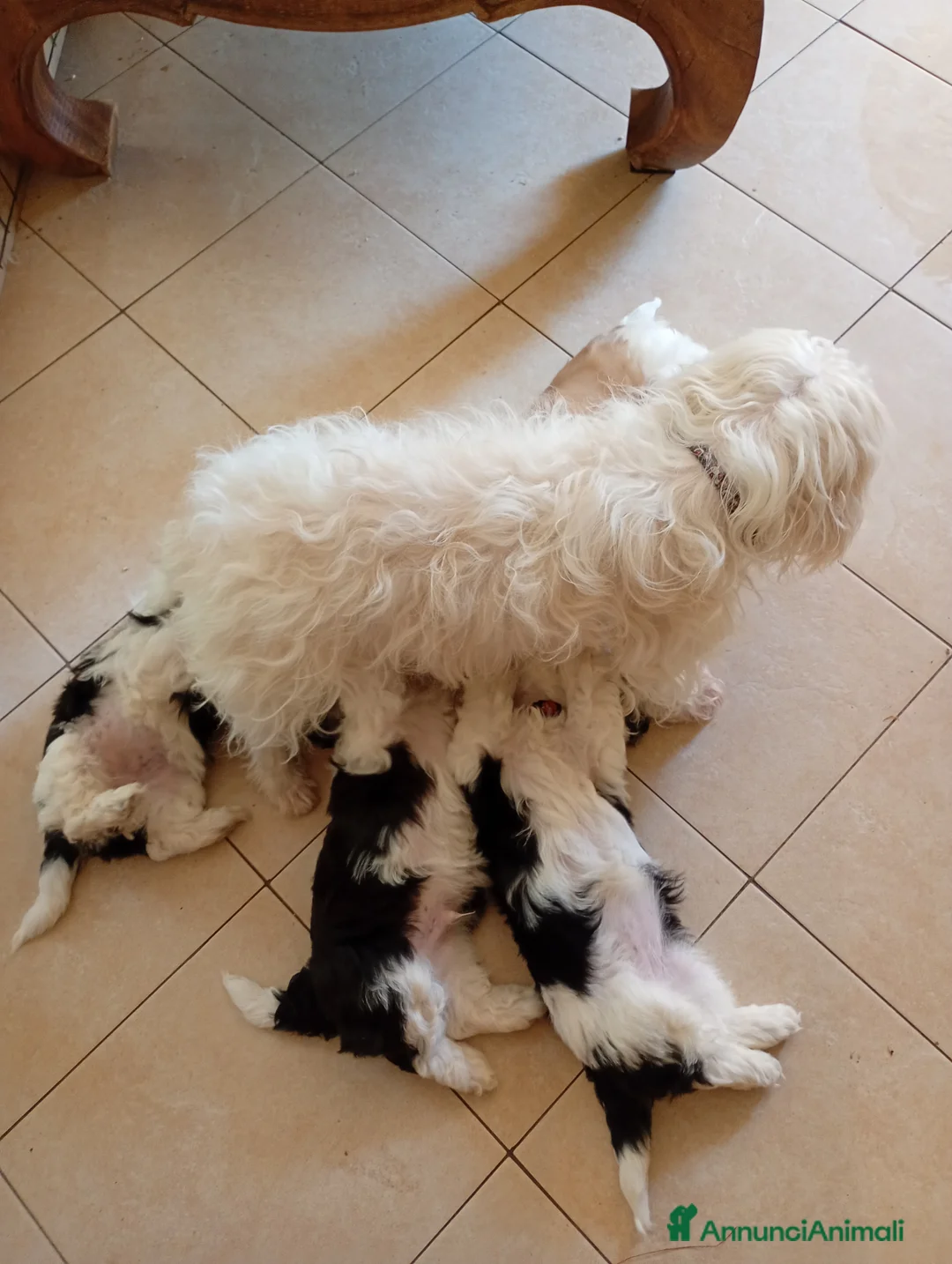 Meticcio cani in vendita: Cucciole Shitzu-Maltese  a Provincia di Rimini - Annuncio 2