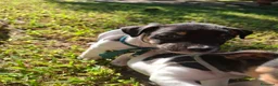 Jack Russell cani in vendita: Cuccioli di jack russel  a Provincia di Lecce - Annuncio 22