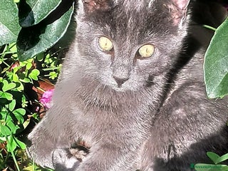 Meticcio gatti Guido gattino bellissimo - Annuncio 22