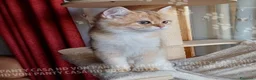 Scottish gatti in vendita: Cuccioli Scottish Straight - Annuncio 16