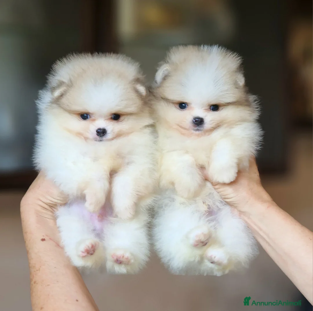 Spitz cani in vendita: Spitz tedesco NANO Pomerania  - Annuncio 11