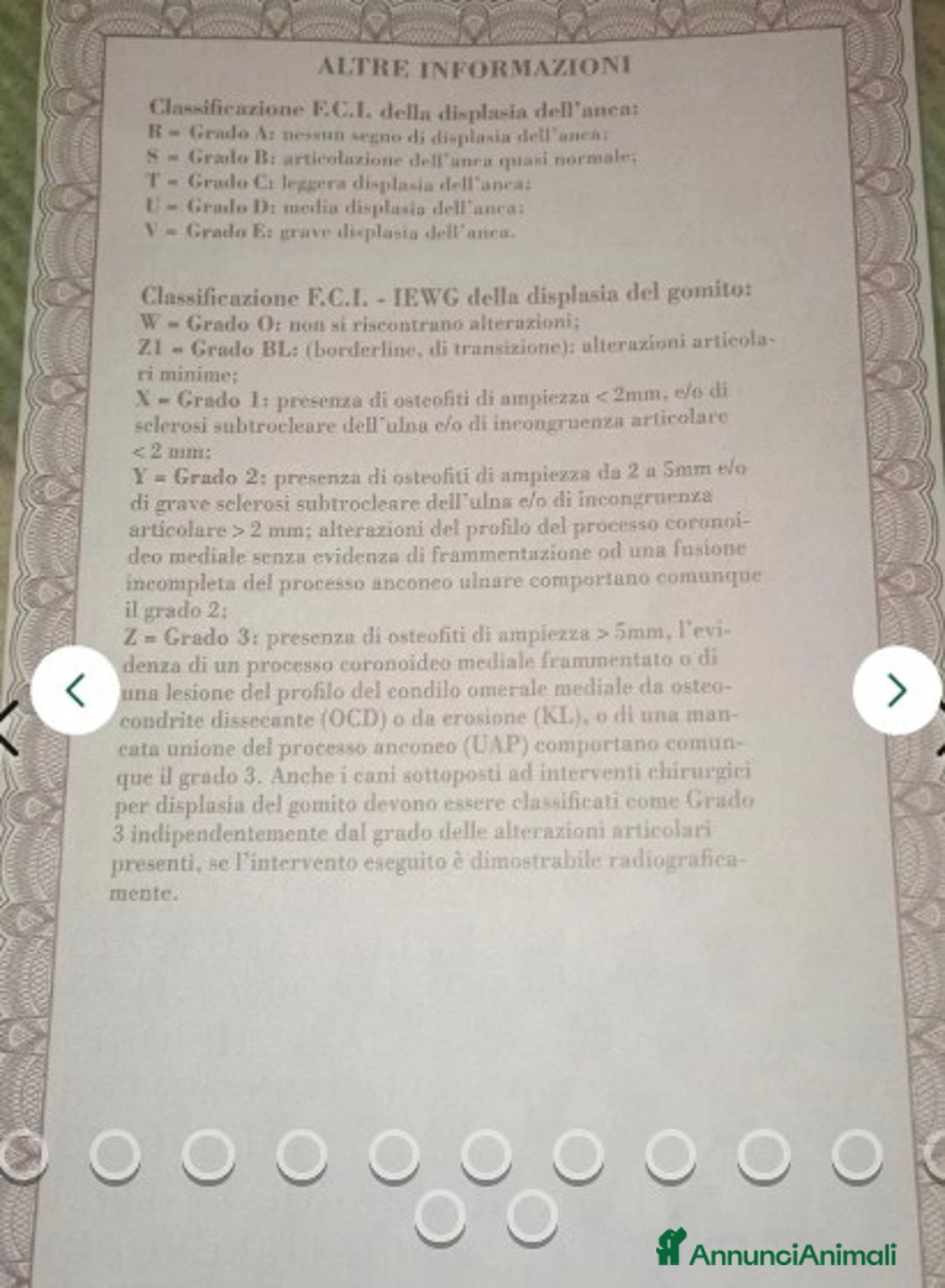 Pastore Tedesco cani in regalo:  proprietario regala splendidi cuccioli  - Annuncio 4