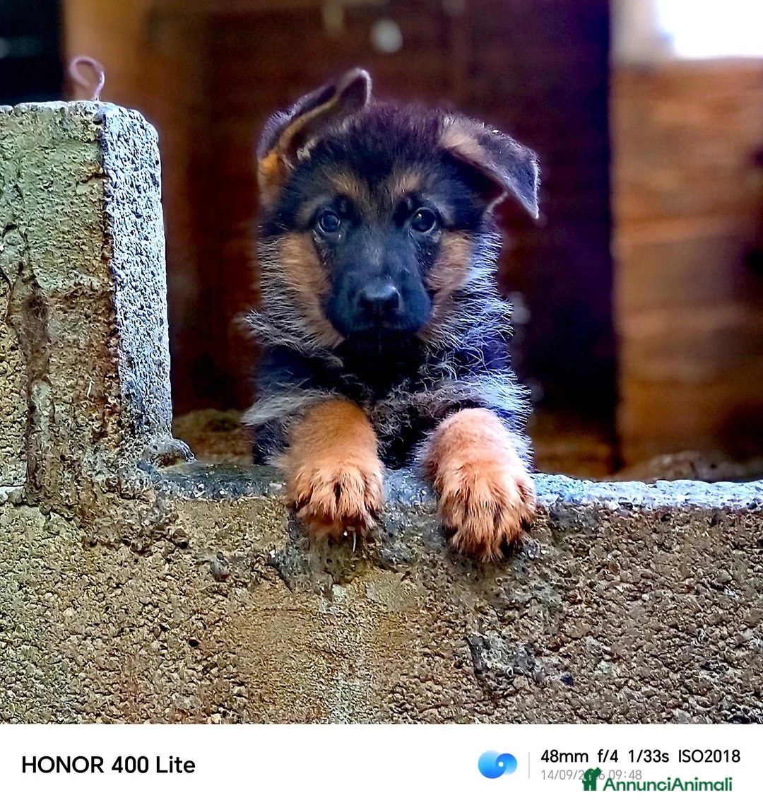 Pastore Tedesco cani in vendita: Cuccioli di pastore tedesco  - Annuncio 2