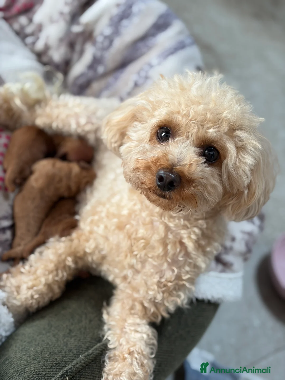 Barboncino Toy cani in vendita: Barboncini Toy a Provincia di Bergamo - Annuncio 2